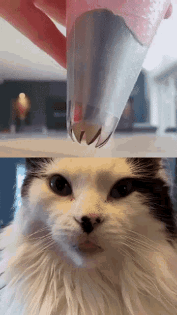 CAT GIF